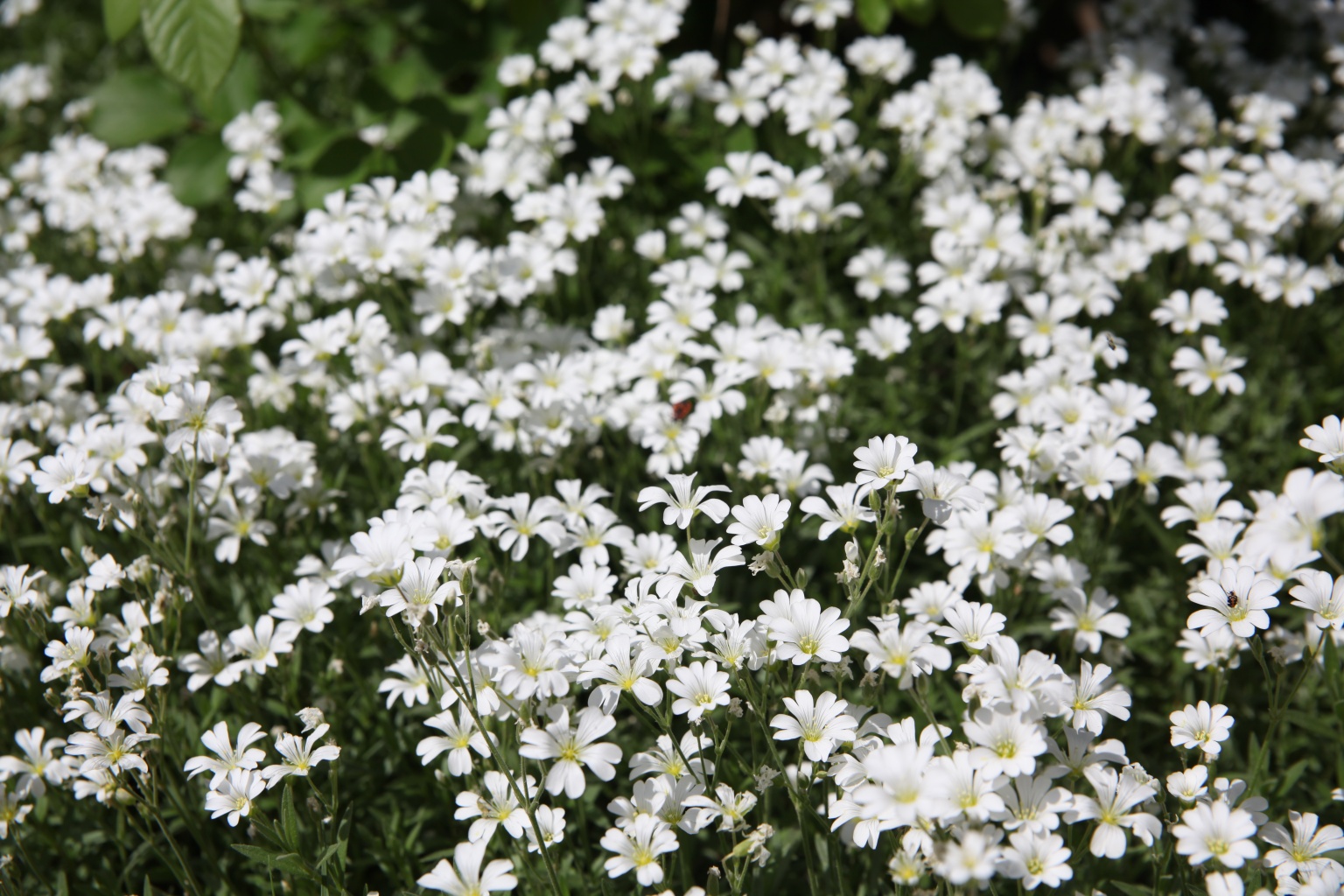 Троица. История чудесных трав. Троица. История чудесных трав.