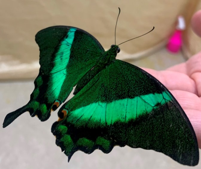 Мероприятие «От гусеницы к бабочке. Живые порхающие цветы» Мероприятие «От гусеницы к бабочке. Живые порхающие цветы»